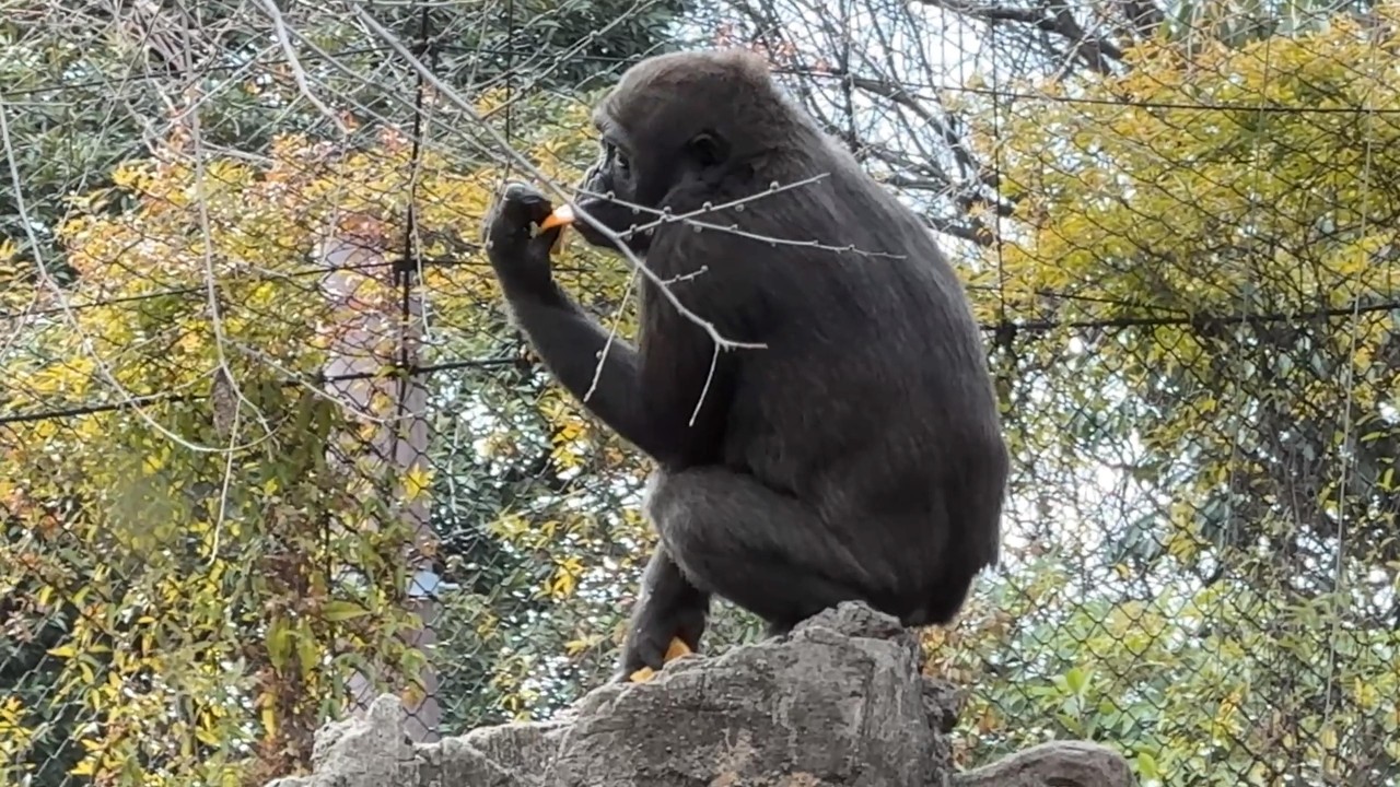 gorilla  Sumomo's daily life.782