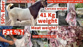 41 Kg live Boer goat carcass weight and Fat%