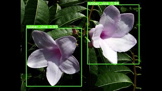 Download the video "Weed Classification Mobile app using Deep Learning and Computer vision"