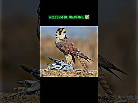 Peregrine falcon hunting Rock pigeon😱#animals#wildlife#peregrinefalcon#pigeon#shorts