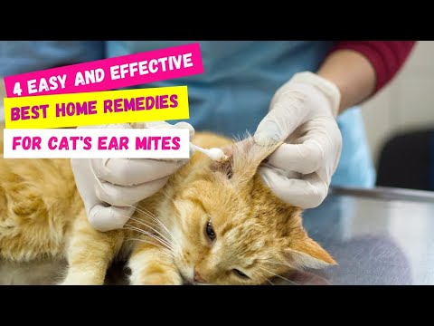 How To Treat Cat Ear Mites At Home | 4 Best Home Remedies For Ear Mites In Cats