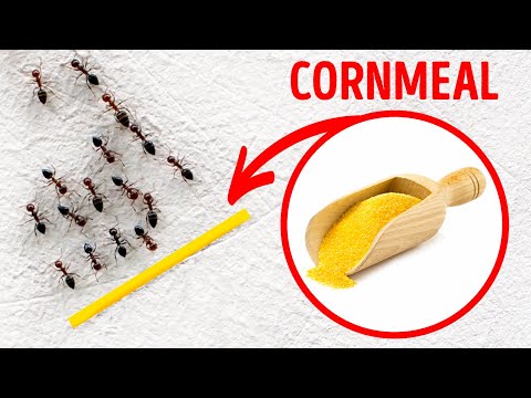 Useful Tips to Ensure That Ants Don’t Enter Your Home