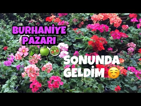 download lagu mp3 mp4 Bursa Zayflama Kamp, download lagu Bursa Zayflama Kamp gratis, unduh video klip Bursa Zayflama Kamp