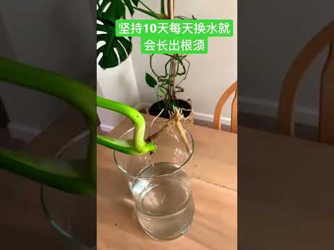 龜背