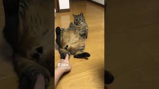 ライガ君「huh？」#ねこのいる暮らし #ねこのいる生活 # #cat #memes ねこ動画