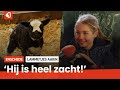 Schattig: hoog knuffelgehalte bij het lammetjes aaien in Enschede ?