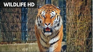 Wildlife Animals Stock Footage  Royalty Free Video