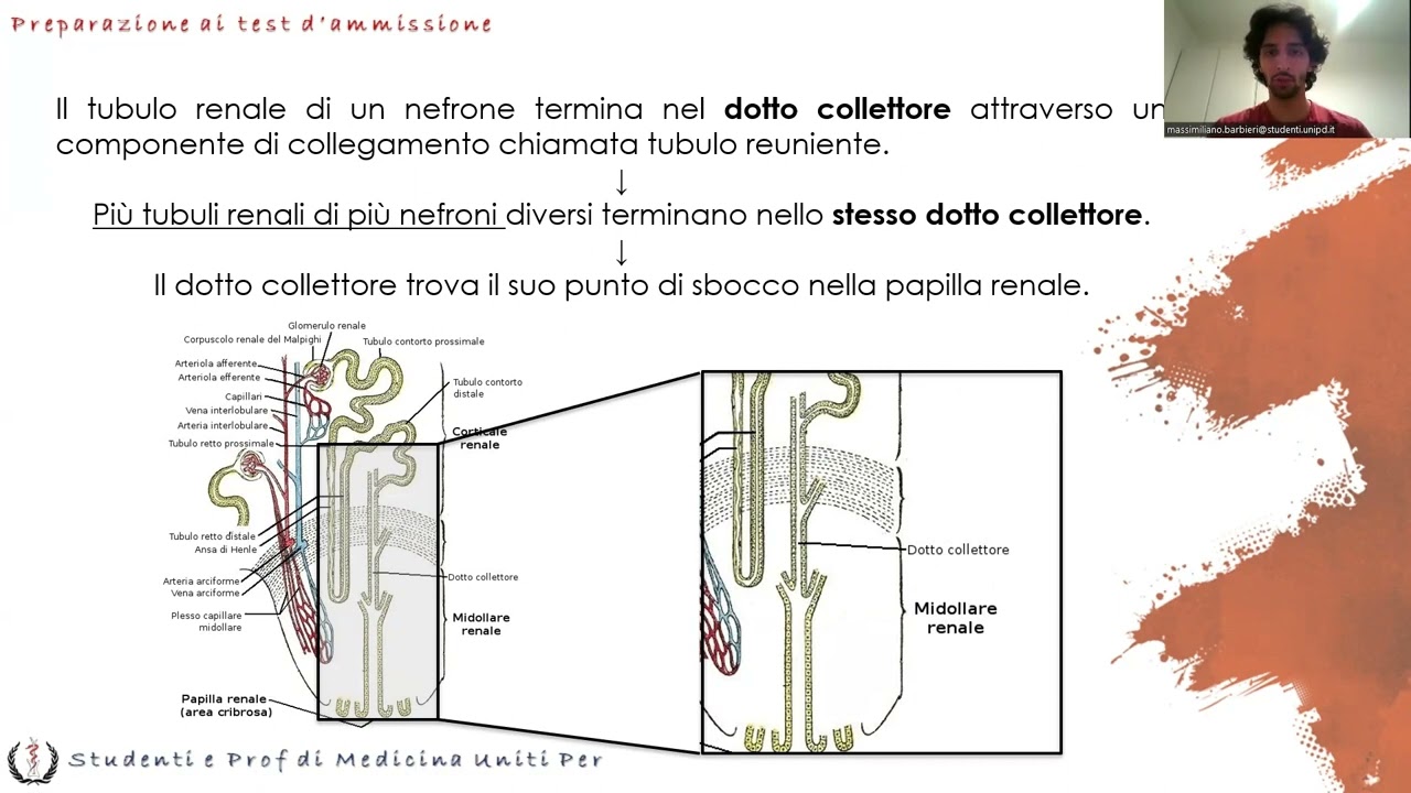 Anatomia e Fisiologia - Urinario