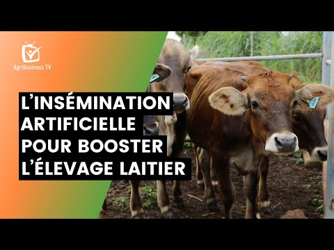 , title : 'Burkina Faso : L’insémination artificielle pour booster l’élevage laitier'