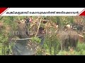 കുങ്കികൾക്ക് നേരെ കൊമ്പൻ ബന്ധനത്തില�