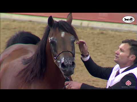 N 266 AJMAL THO AL JANAH   Qatar Nationals for Individual Owners 2022   Stallions 4 6 Y O Class 10B