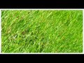 Toy Story Wmv