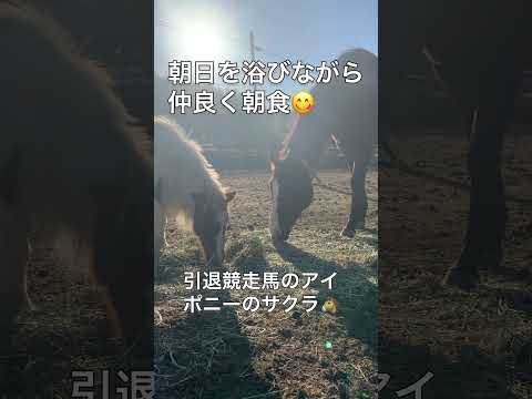 馬の楽園〝なごみ牧場🐴〟