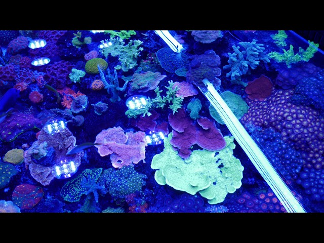 REEF TANK ADDICTION - SEASON 4 EPISODE 3