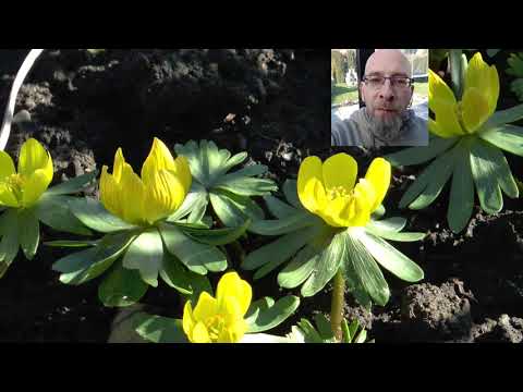 Ausbreitung der Winterlinge