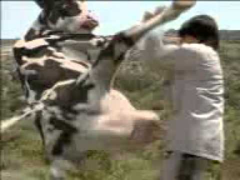 Cow fight