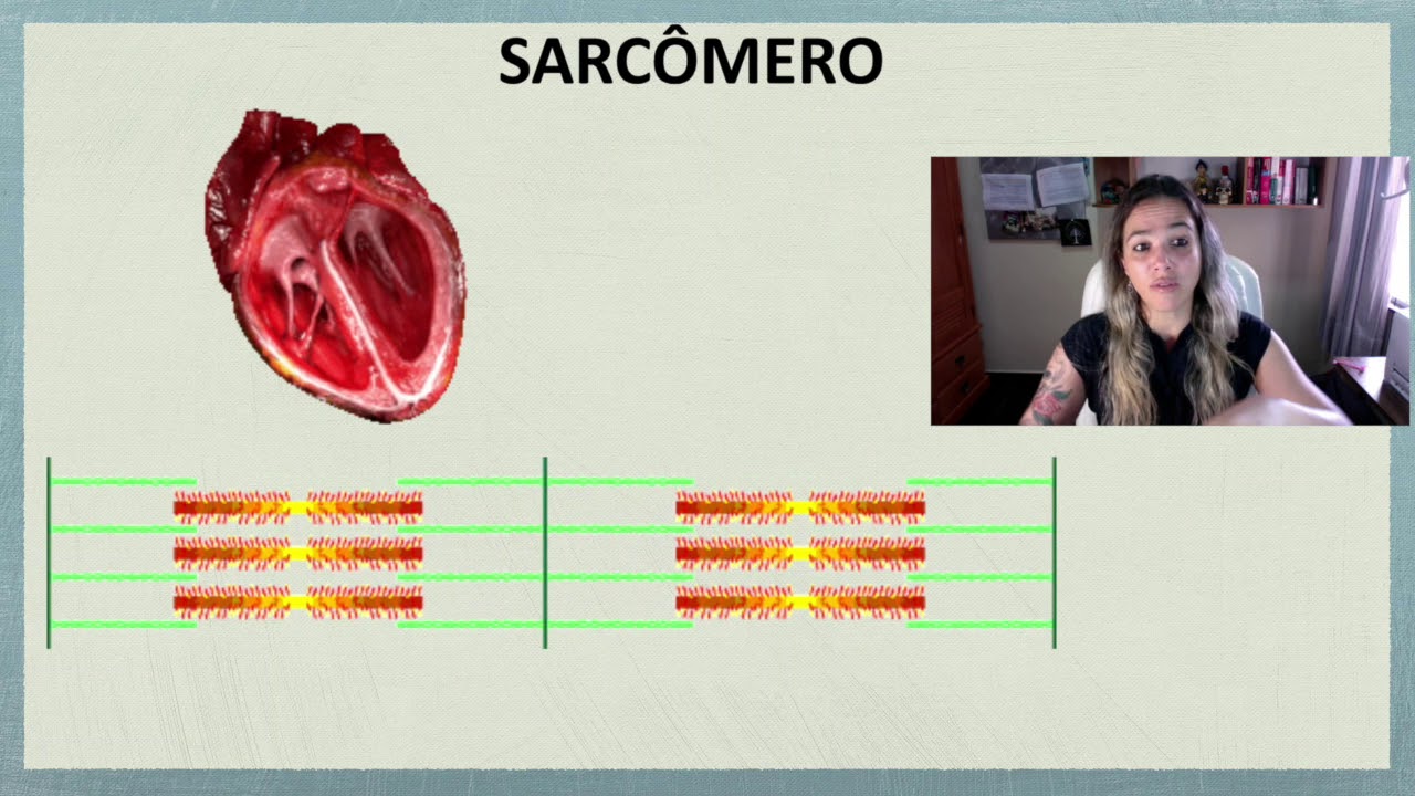 Mecânica Cardíaca - Estrutura do Sarcômero