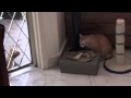 Cats Hissing At Each Other The Male Outdoor Cat Appears To Be The Orange Kitten S Dad