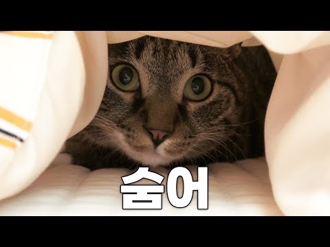 두더지가 된 겨울고양이...