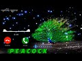 Peacock Tone Download Peacock Message Tone Peacock Sms Tone Peacock Ringtone Peacock Tone