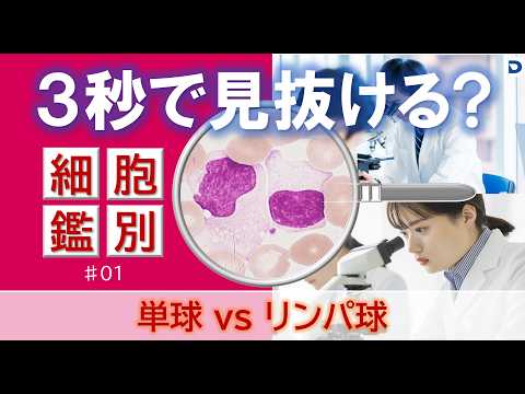 【3秒で見抜ける？】単球とリンパ球の違い｜血液形態チャレンジ #1