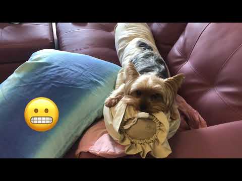 Nahla yorkie new comfort style