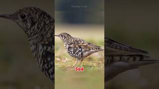 Download lagu Burung Anis Sisik si penyanyi hutan#shortsviral #faktaunik #viralvideo #shorts #burung mp3