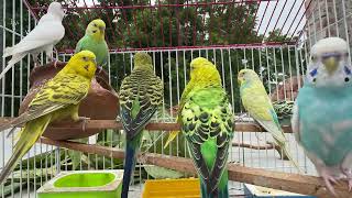 Download lagu 10 Hours of Budgie Best Friends - Mango and Chutney - Singing and Talking Sounds mp3 Download lagu 10 Hours of Budgie Best Friends - Mango and Chutney - Singing and Talking Sounds mp3