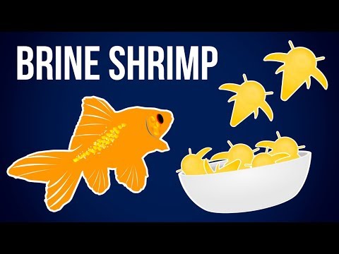 The Ultimate Guide to Hatching Baby Brine Shrimp