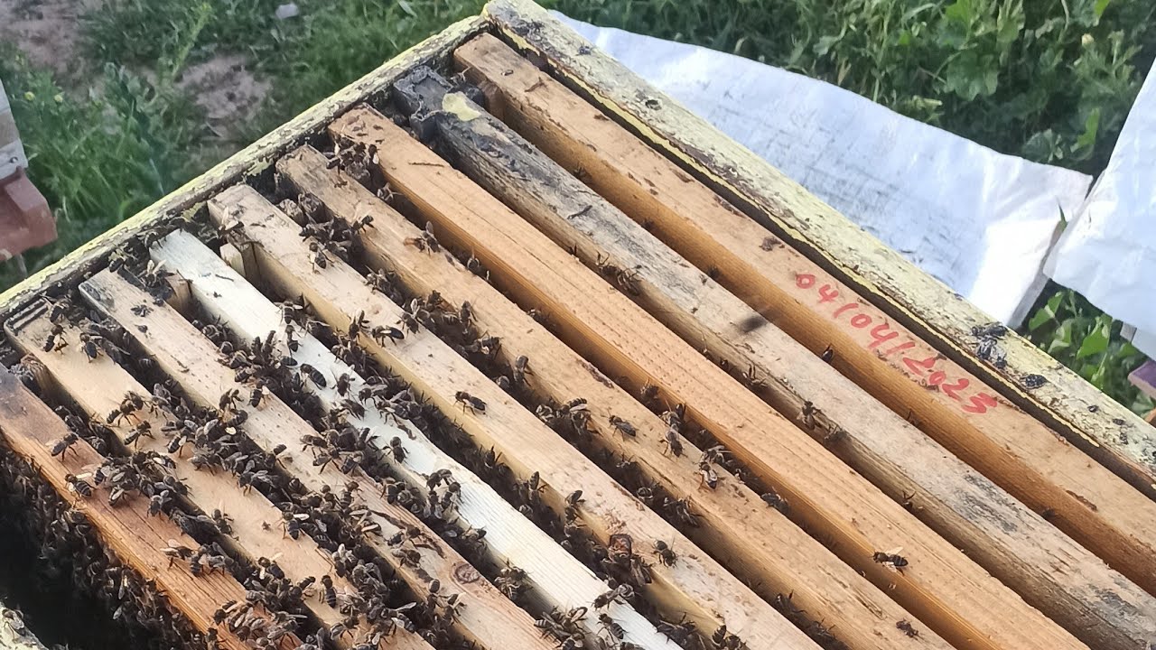 احذر الخلايا بعاسلات و استفد مهم مع #مربي_النحل_مفيد