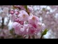 Цветение сакуры - HD 