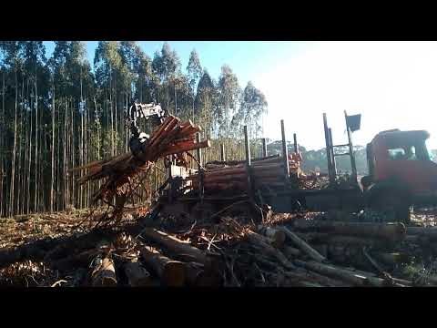 # caminhão muk 💪😊#trator skidder # mato de Piraquara,,,,, Paraná # 