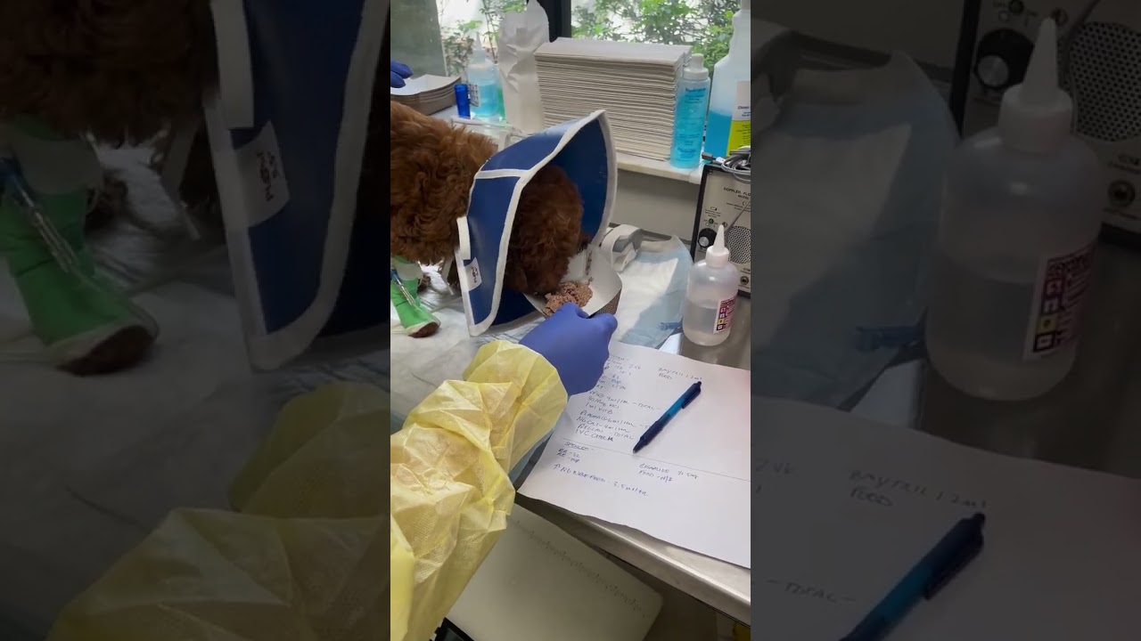Update on precious Tristan fighting Parvo Update on precious Tristan fighting Parvo