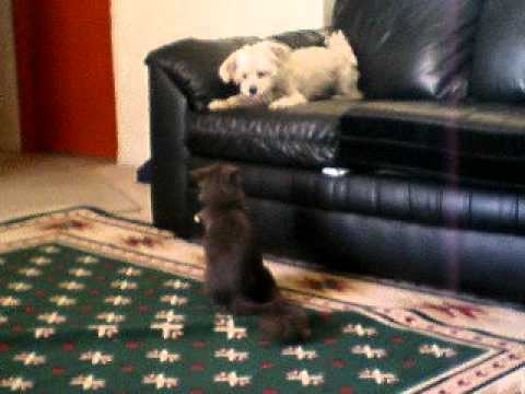 Cat kill dog Gato Vs Dog