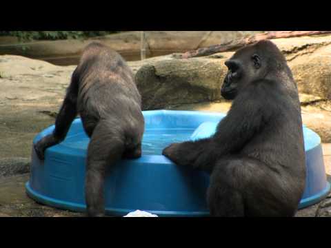 Gorillas Beat the Heat-Cincinnati Zoo
