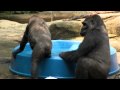 Gorillas Beat The Heat Cincinnati Zoo