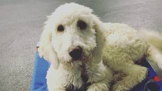 Download Lagu 5 mo Golden Doodle (Piper) | Best Dog Trainers in VA Thumbnail