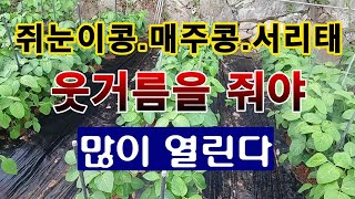 [텃밭농부. 1,176]  콩도 웃거름을 줘야 많이 열린다 #쥐눈이콩 #매주콩 #서리태
