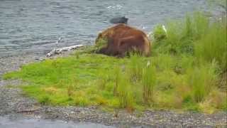 Смотреть онлайн Дикие медведи ловят рыбу на речке
