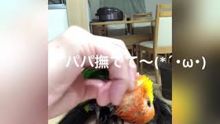 スウちゃんのかきかき動画