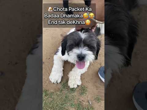 Ye shihtzu to rocket ban gyi end mein 😳 #labrador #shihtzu #local #viral #dog #nautanki #hindustan