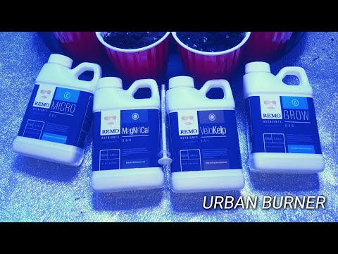 what I'm feeding my small cannabis plants in first week of veg.week one of veg