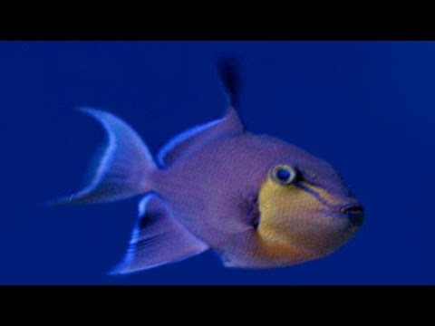 Red Bellied Piranha (Pygocentrus nattereri) - Tropical Fish