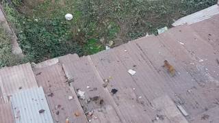 Monkey enjoying in winter sun.