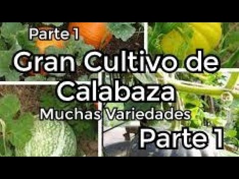 , title : 'Cultivo de Calabaza (Diferentes Variedades) - Parte 1'