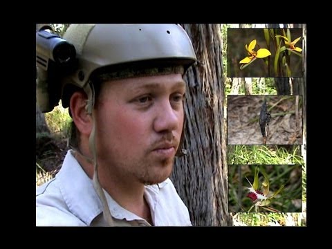 Orchid Hunter Australia : Kuitpo Forest Reserve