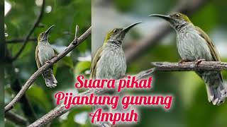 Download lagu suara pikat dan masteran pijantung gunung mp3 Download lagu suara pikat dan masteran pijantung gunung mp3