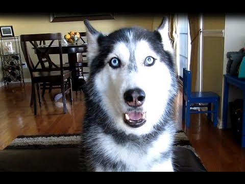 THIS SIBERIAN HUSKY DOG CAN ACTUALLY TALK!!!