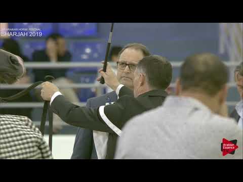 N 232 MOGHWAR AL SAFENAT   Sharjah International 2019