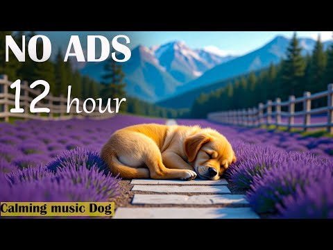 [NO ADS] 12 HOURS Music for Dogs: Relaxation Tones to Calm Anxiety & Stress Separation🎵🐶Dog's Music.